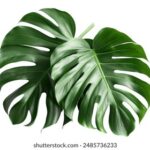 2025年最新开奖查询网站官方入口指南 9k713n