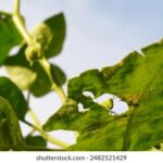 2025年排三开奖号码最新公布与历史走势分析 fru2wfr