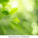 2025年开奖结果273期精准预测与详细分析 javbgp